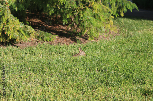 Rabbit in Field © M52 Studio
