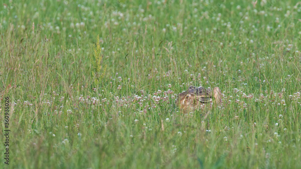 Rabbit hiding (Lepus europaeus) in green grass