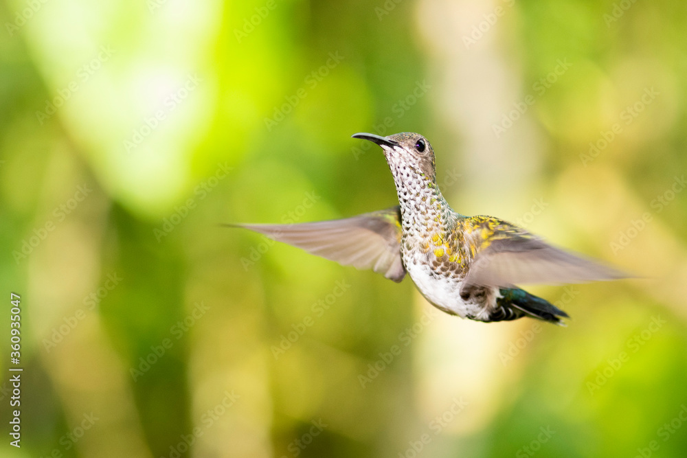Obraz premium A female white-necked jacobin (Florisuga mellivora)