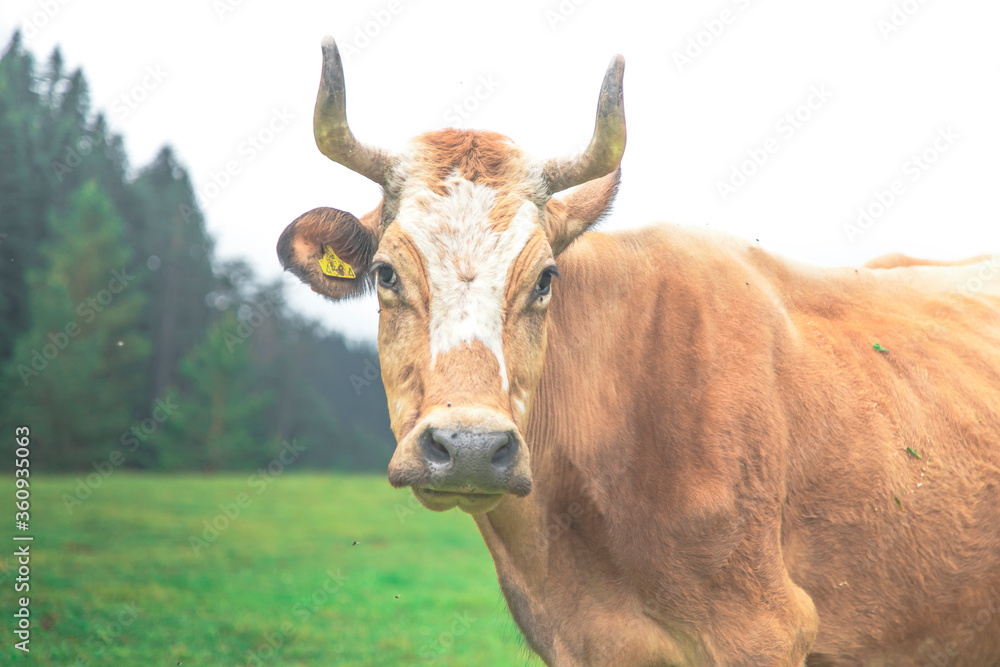 Close up yellow cow view with horn in green meadowland with moody tones Close up yellow cow view with horn in green meadowland with moody tones