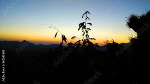 Plant silhouette on hills at sunset