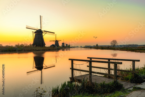 Geese flying on a typical Dutch rural landscape along of the windmill alignement silhouettes at the early morning sunrise in Netherlands