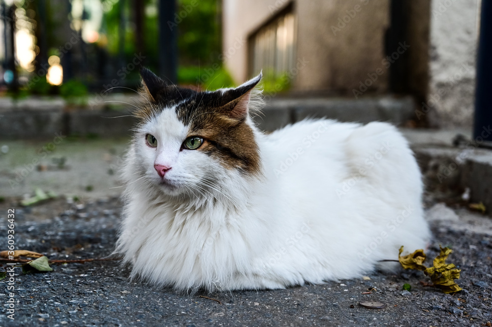 Cute street cat is sitting in shadow in a hot summer day Cute street cat is sitting in shadow in a hot summer day