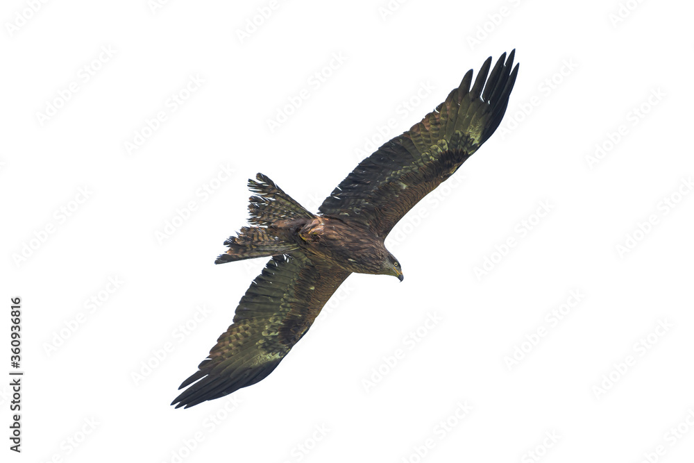 Obraz premium Black Raven against a blue sky