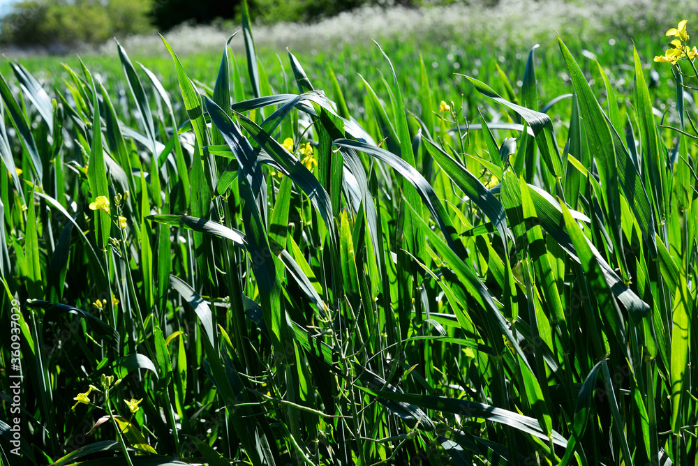 Obraz premium Green young wheat field with yellow flowers under a summer deep blue sky in a countryside 