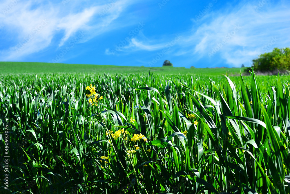 Obraz premium Green young wheat field with yellow flowers under a summer deep blue sky in a countryside 