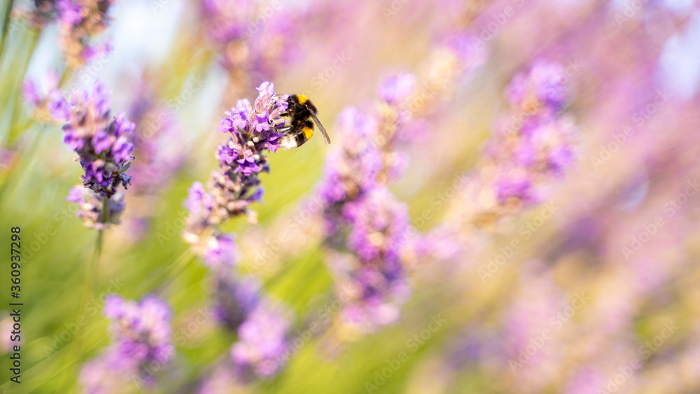 Bumblebee on pretty lavender flower Bumblebee on pretty lavender flower
