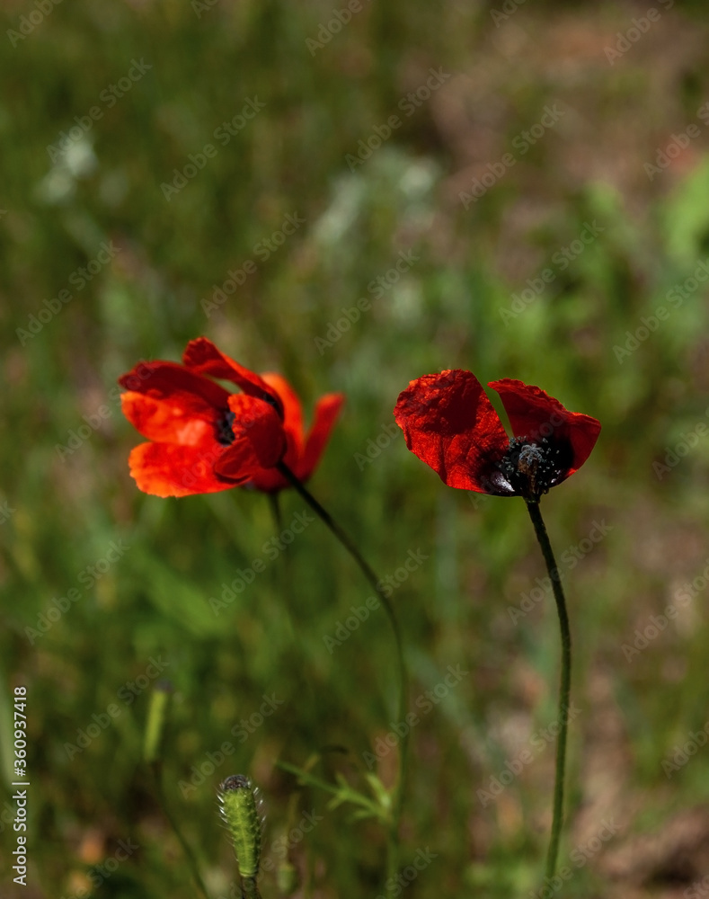 Obraz premium Spring natural background with red field poppies