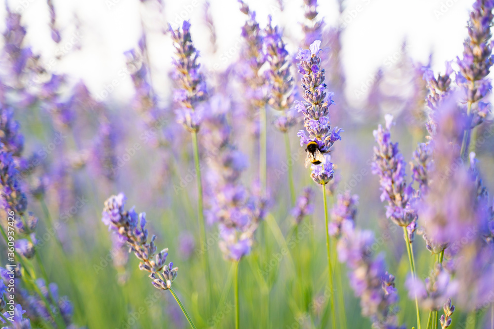 Obraz premium Lavender and bee, beautiful dance 