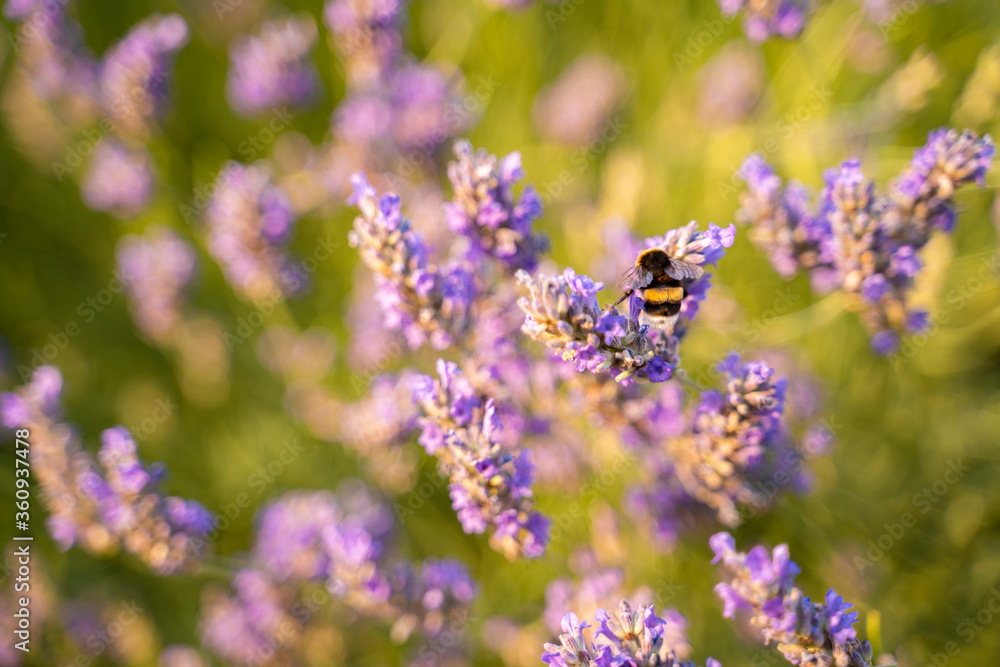 Fototapeta premium Bee on lavender flowers at sunset, beautiful nature 
