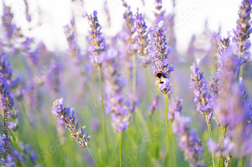 Lavender and bee, beautiful dance 