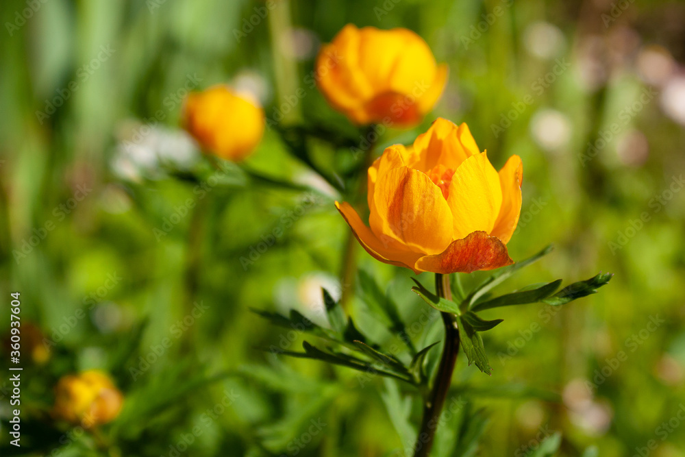 Spring natural background with yellow-orange flowers under the rays of the morning sun. The Latin name for the flowers is Trollius. Spring natural background with yellow-orange flowers under the rays of the morning sun. The Latin name for the flowers is Trollius.