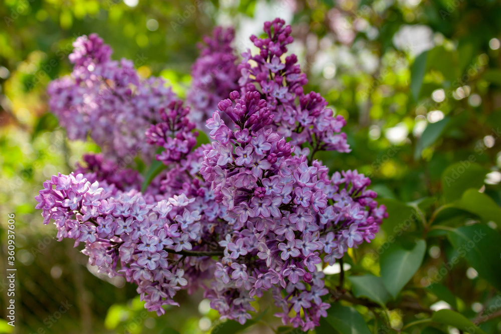 A branch of lilac on a blurred background of greenery of the garden.