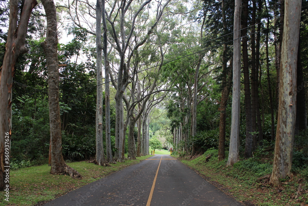 Ualaka'a Trail Tantalus Drive Oahu Island Hawaii Ualaka'a Trail Tantalus Drive Oahu Island Hawaii