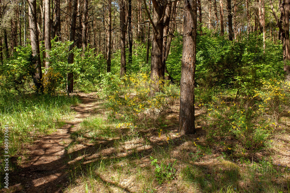 Spring landscape with green forest bushes and trees, a barely noticeable path and bushes of flowering broom in the sun. Spring landscape with green forest bushes and trees, a barely noticeable path and bushes of flowering broom in the sun.