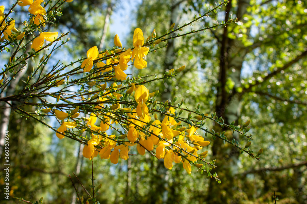 Natural spring background with blooming bright yellow flowers branch of a broom. Natural spring background with blooming bright yellow flowers branch of a broom.