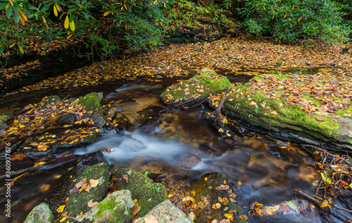 Fall leaves surround gently flowing stream in Pisgah Forest