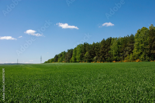 Spring landscape with a green field  blooming yellow bushes of a broom  a strip of forest and a blue sky with white clouds.