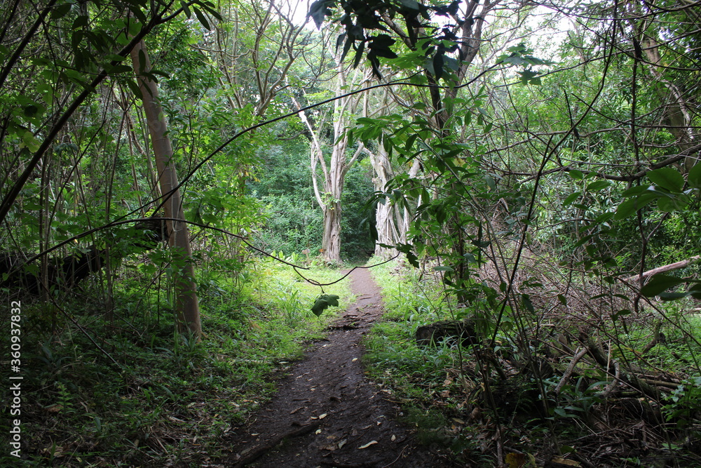 Ualaka'a Trail Tantalus Drive Oahu Island Hawaii Ualaka'a Trail Tantalus Drive Oahu Island Hawaii