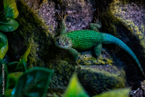 lizard © KristinSayad
