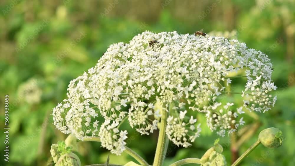Seeds of dangerous toxic plant Giant Hogweed, end of June. Maturation. Also known as Heracleum or Cow Parsnip. Dangerous toxic and poison plant which spreads uncontrollably around the earth Seeds of dangerous toxic plant Giant Hogweed, end of June. Maturation. Also known as Heracleum or Cow Parsnip. Dangerous toxic and poison plant which spreads uncontrollably around the earth