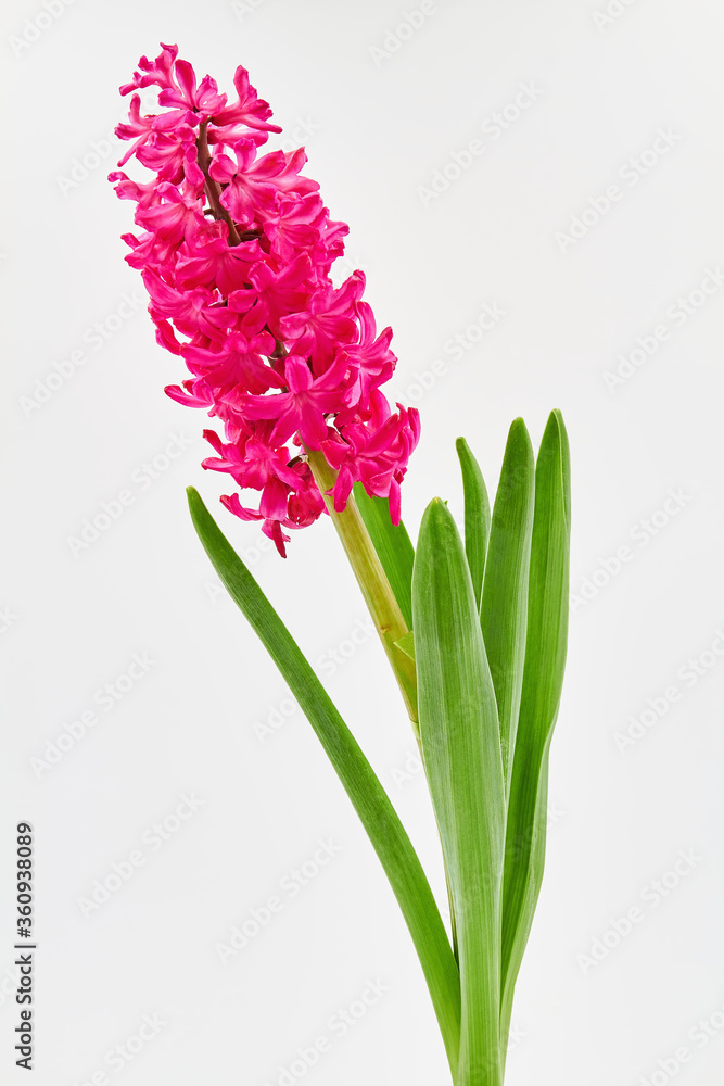 Fototapeta premium Pink hyacinth with green leaves on a white background