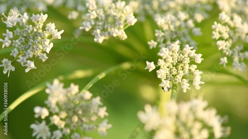 Seeds of dangerous toxic plant Giant Hogweed, close up. End of June. Spreads of this poisonous plant is global problem