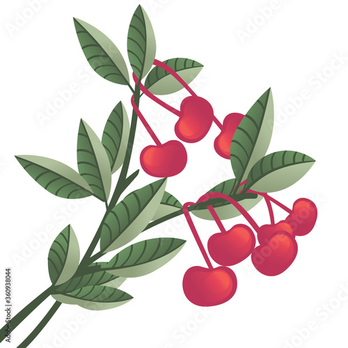 Red cherry berries on tree branches with green leaves flat vector illustration isolated on white background