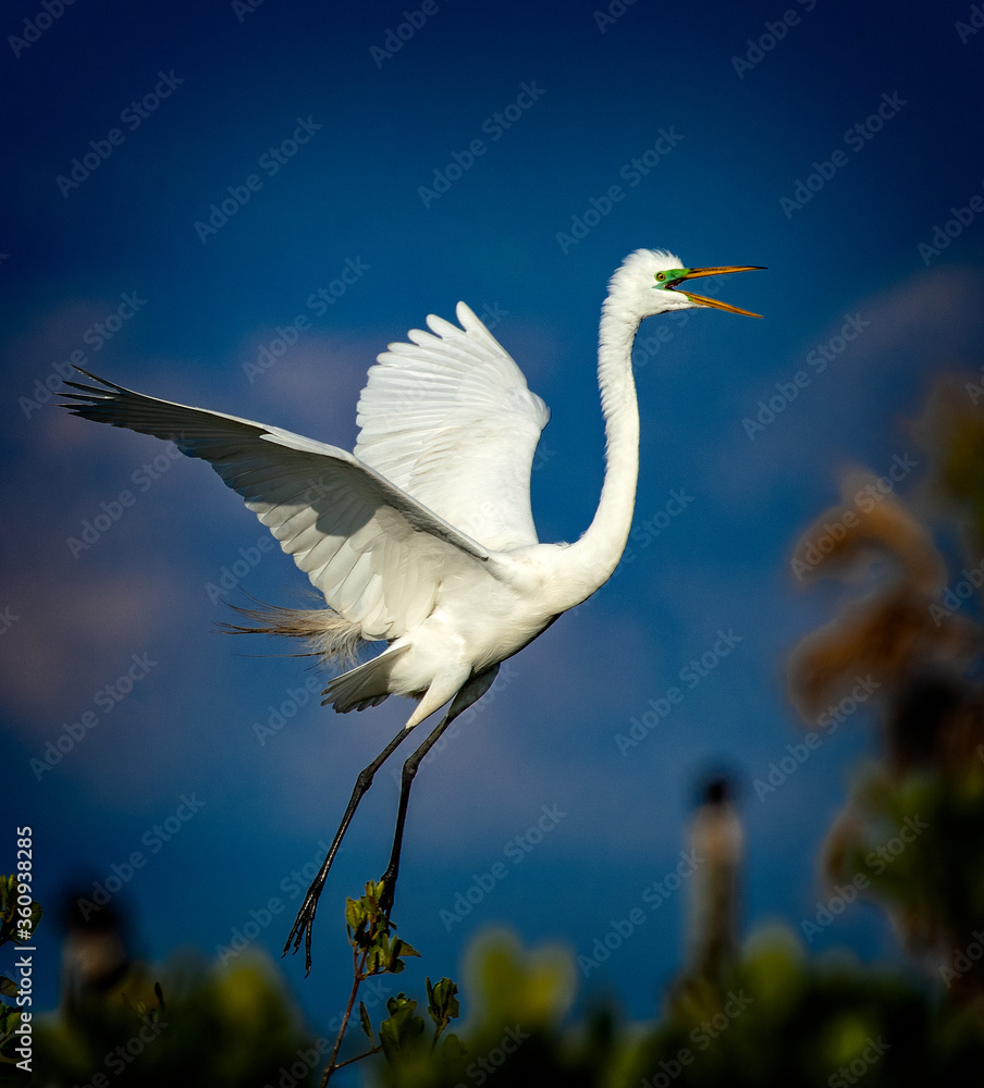 Great egret screams as it lands near its nest Great egret screams as it lands near its nest