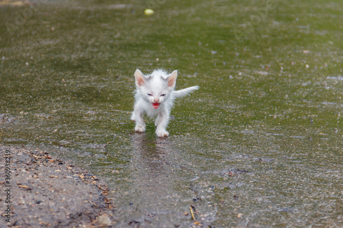 Wet stray sad kitten on a street after a rain. Concept of protecting homeless animals © olyasolodenko