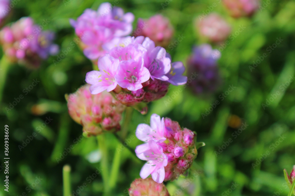 Clover Blossoms (IRE 0278) Clover Blossoms (IRE 0278)