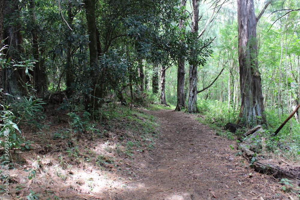 Ualaka'a Trail Tantalus Drive Oahu Island Hawaii