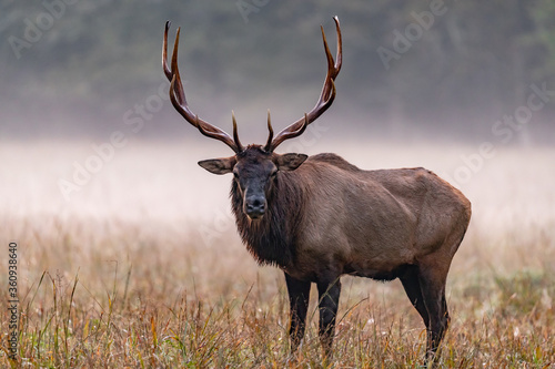Fotografie Large male elk with grand head of antlers on misty morning.