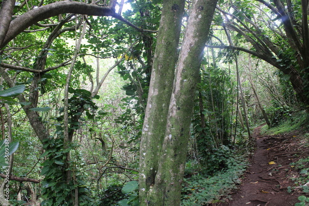 Fototapeta premium Ualaka'a Trail Tantalus Drive Oahu Island Hawaii