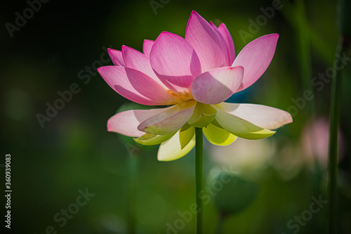 Pink lotus blossom in spring