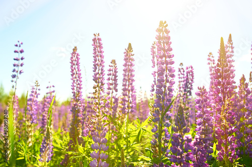 Blooming lupine flowers, on a warm bright Sunny summer day.