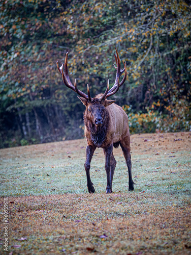 Tall male elk walks toward camera in Cataloochee