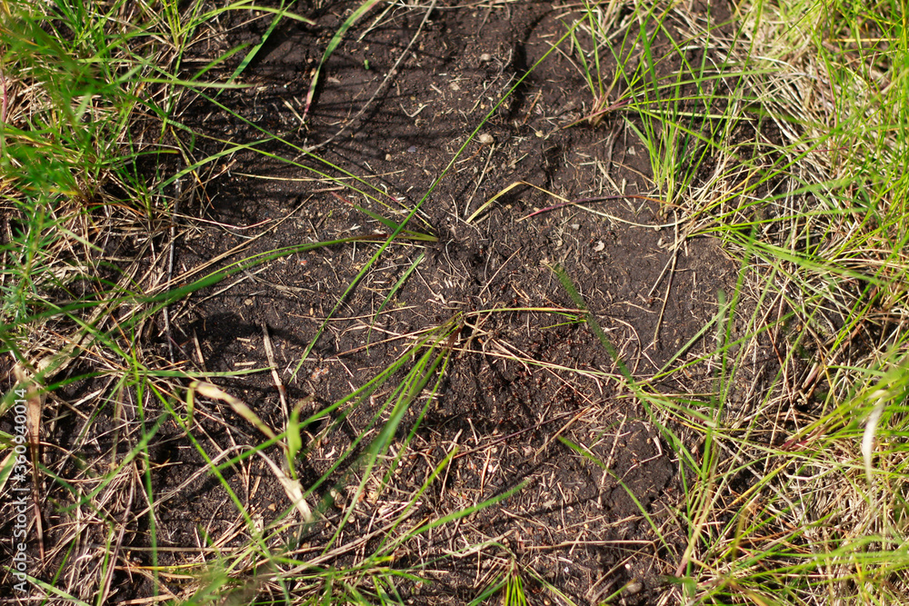 ants on the grass ants on the grass