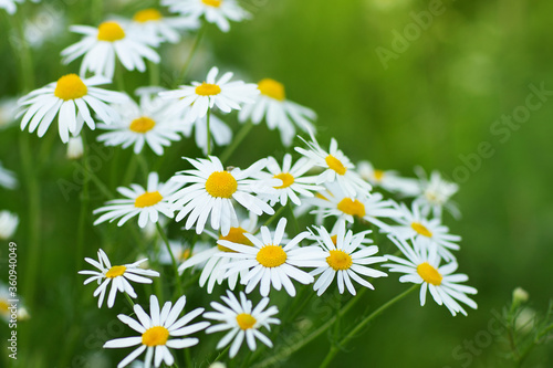 daisies in a summer field close up