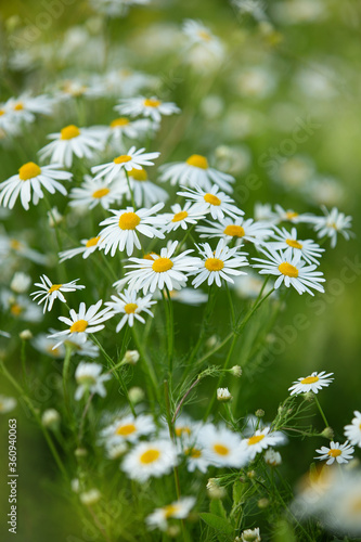 daisies in the summer field