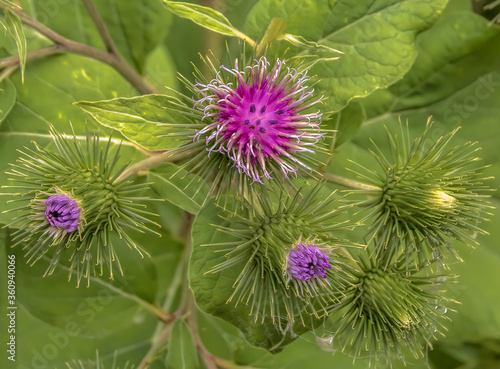 Fototapete Purple burdock plant in field close up