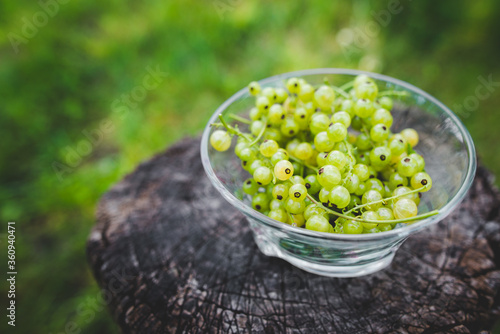 Sweet fresh white currant berry in a bowl on wood background. Top view. Fresh ripe of gooseberry . harvest of berries on a wooden background. place for text © Justyna