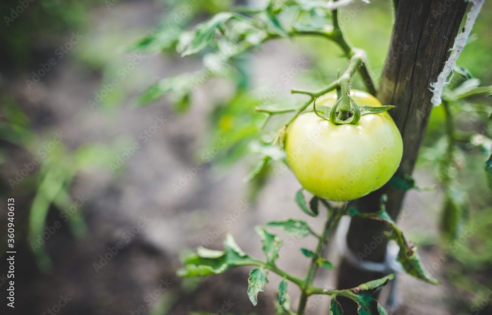 Fresh bunch of green unripe natural tomatoes growing, green tomatoes on tomato treeon tomato tree Fresh bunch of green unripe natural tomatoes growing, green tomatoes on tomato treeon tomato tree