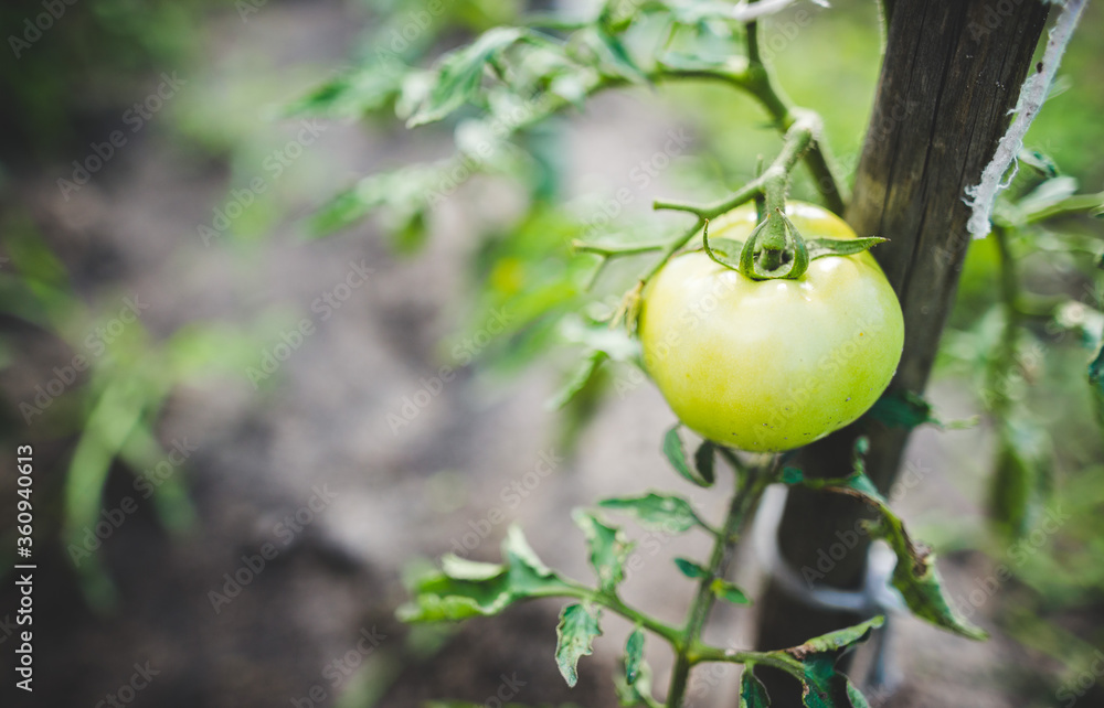 Fresh bunch of green unripe natural tomatoes growing, green tomatoes on tomato treeon tomato tree