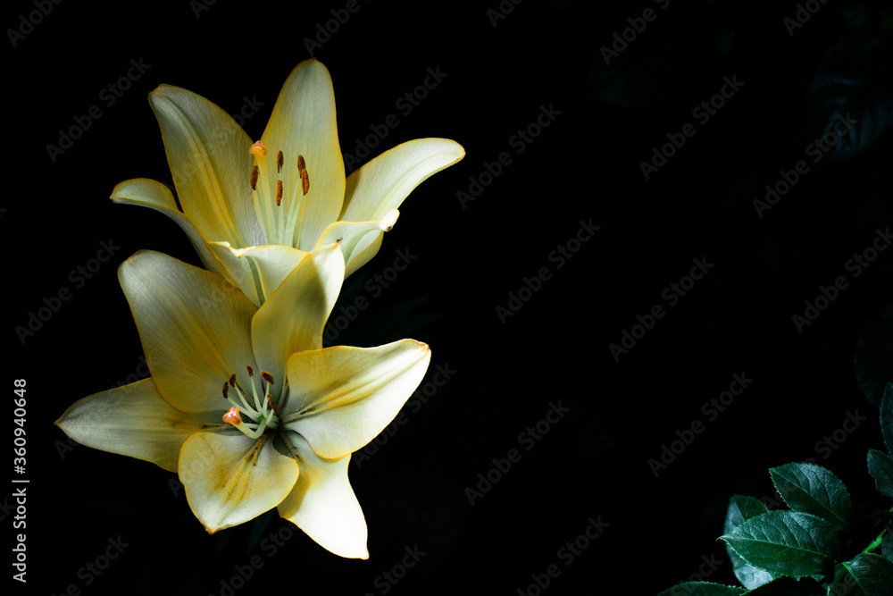 Fototapeta premium flowers at night are lit by the mysterious light of a fairy-tale lantern