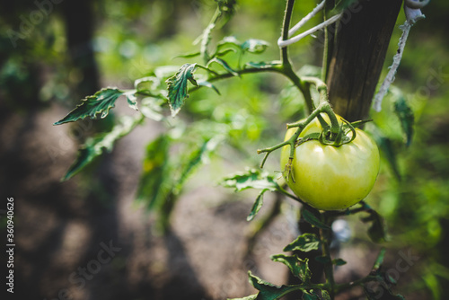 Fresh bunch of green unripe natural tomatoes growing, green tomatoes on tomato treeon tomato tree photo