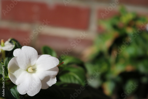 White Flower Background