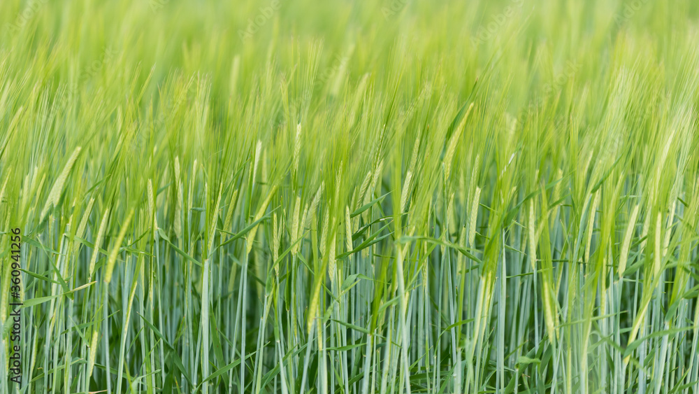 green and young barley field during sunset green and young barley field during sunset