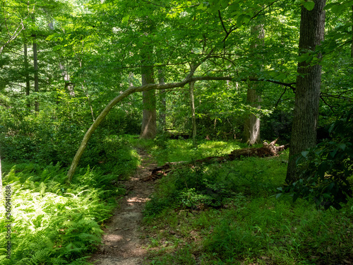 Quarantine Hike Through Maryland Park along Northwest Branch Anacostia River © Admiralnemo