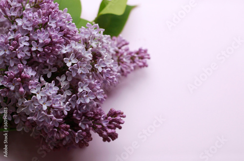 lilac branch on white background
